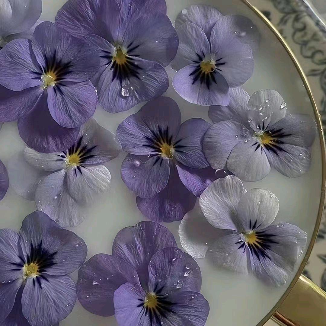 🌸蓝桉