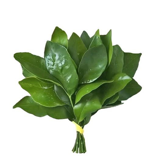 日记里的爱情（见过嘉伦版）