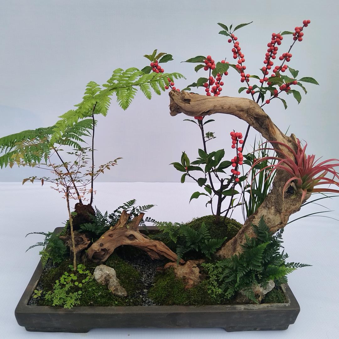 凤舞九天揽月
