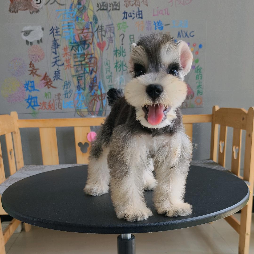 有它雪纳瑞（直播号）