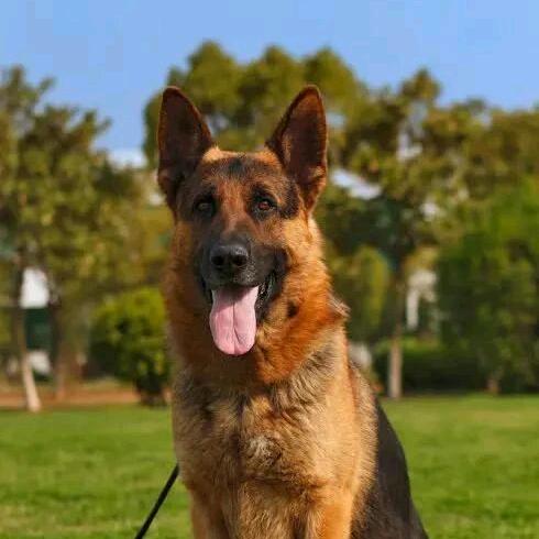 高端工作犬csv繁育训练基地