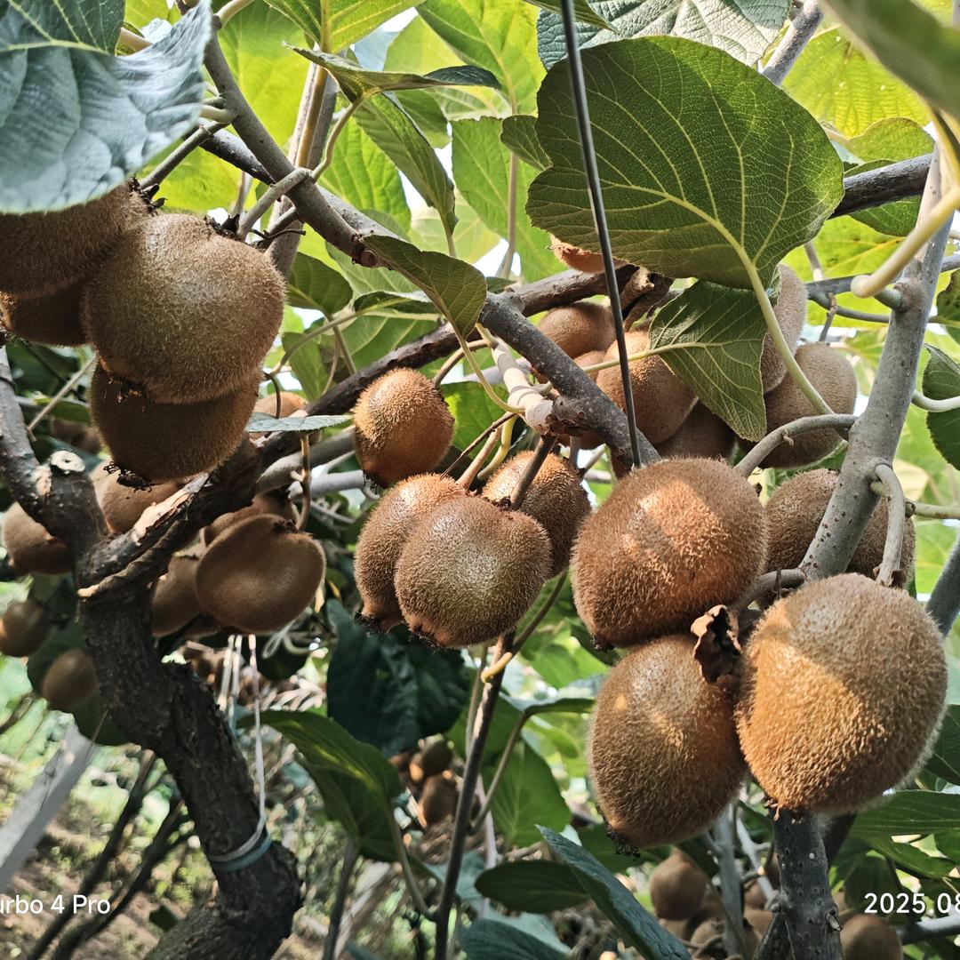 三农、徐香猕猴桃