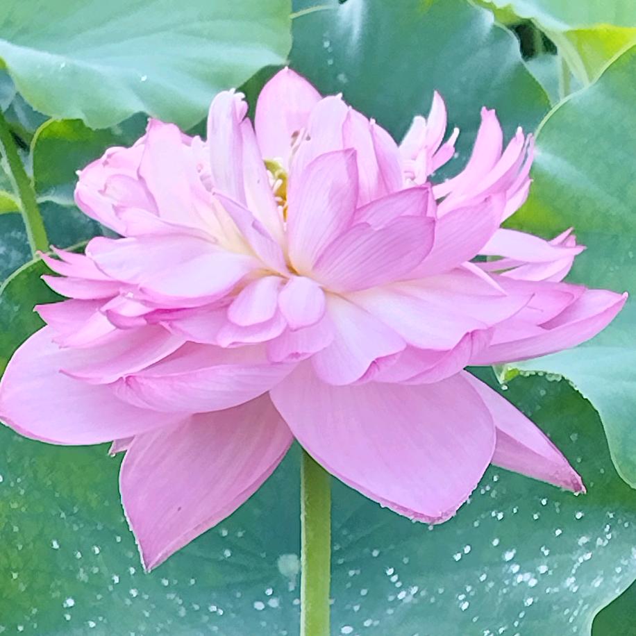 秋雨