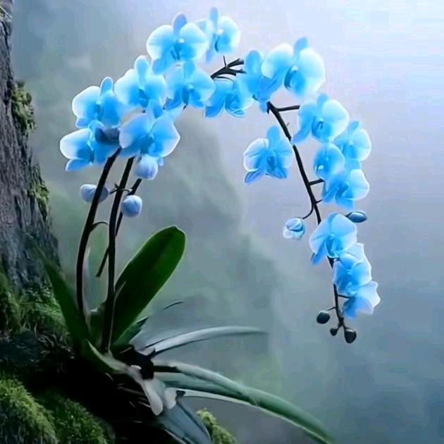 稻稼阳生拍痧拨罐艾灸