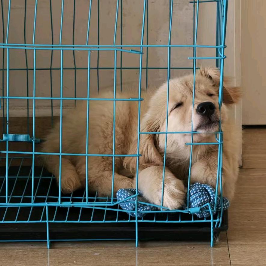 小金毛金豆