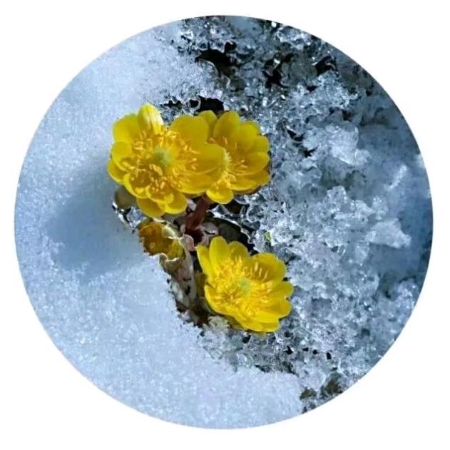 ༄༊࿆冰凌花ོྂཾ࿆࿐