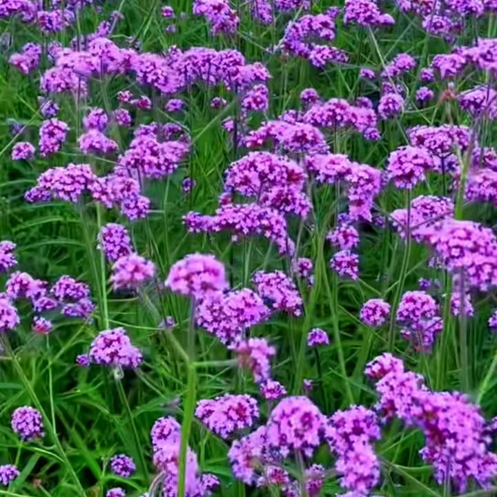 香草味（四川）