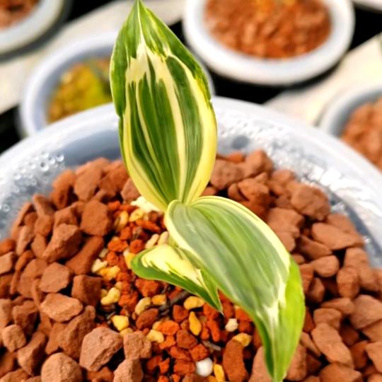 致信兰苑{小苏}