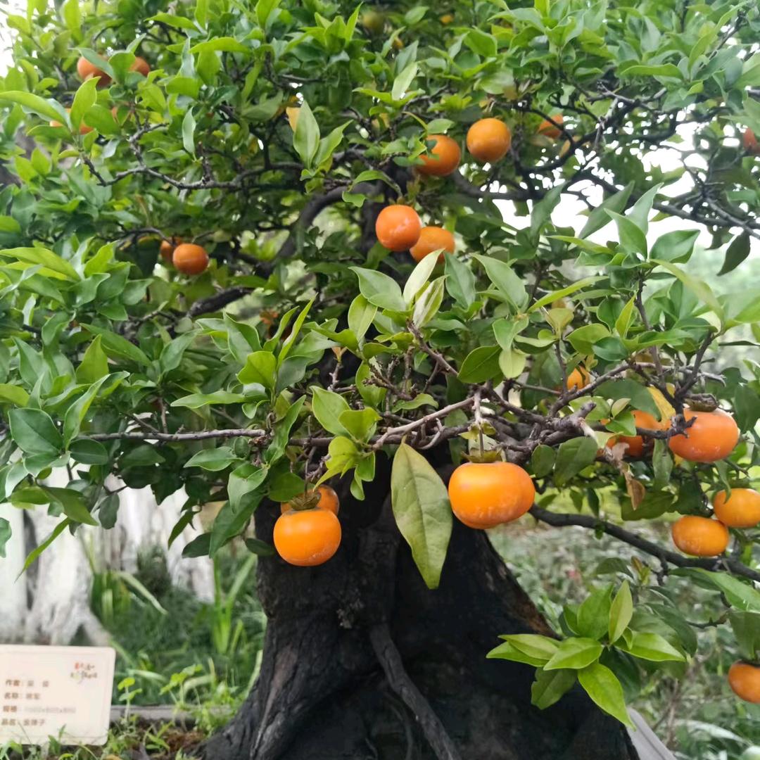 梅笑正当时 风来踏歌行