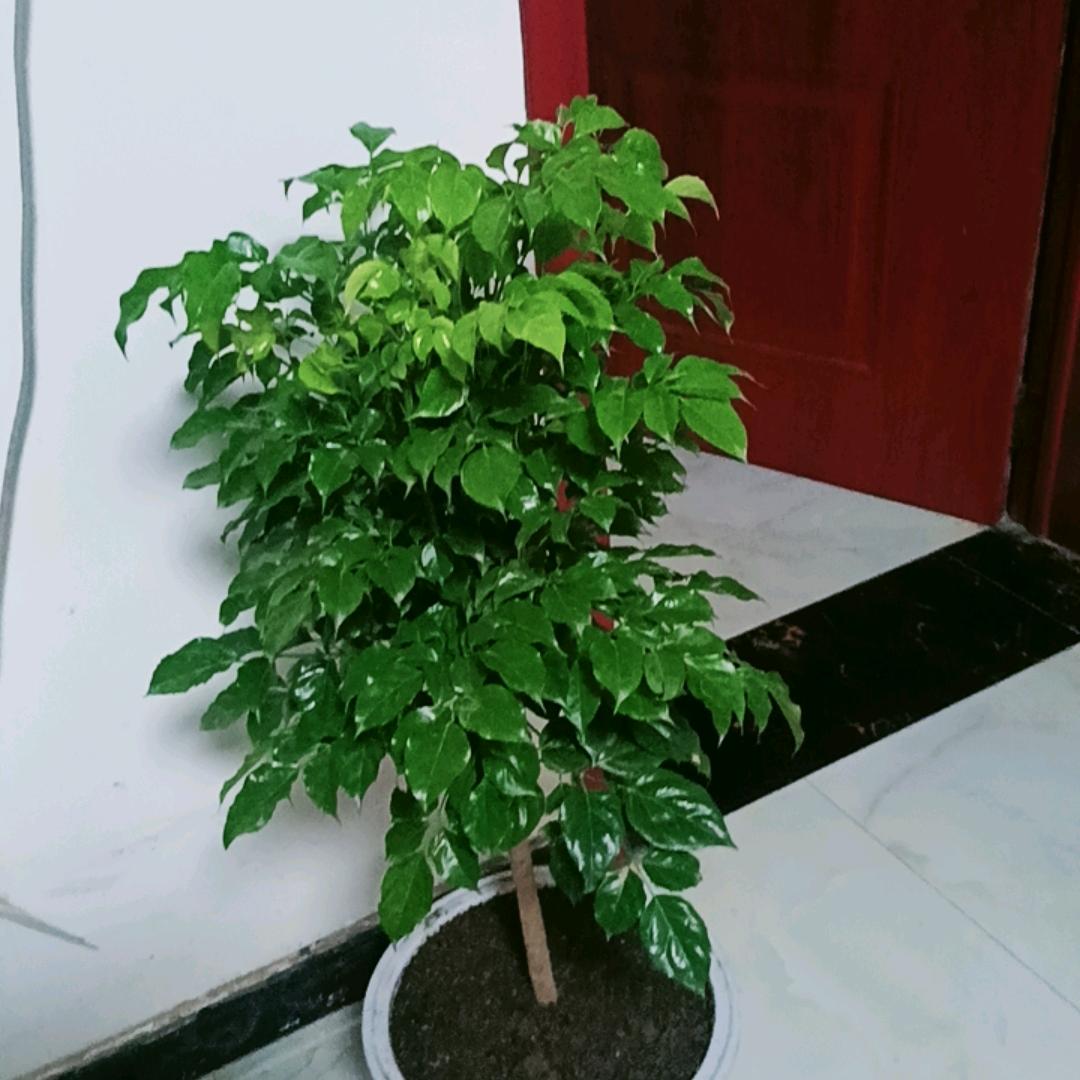 云中飞
