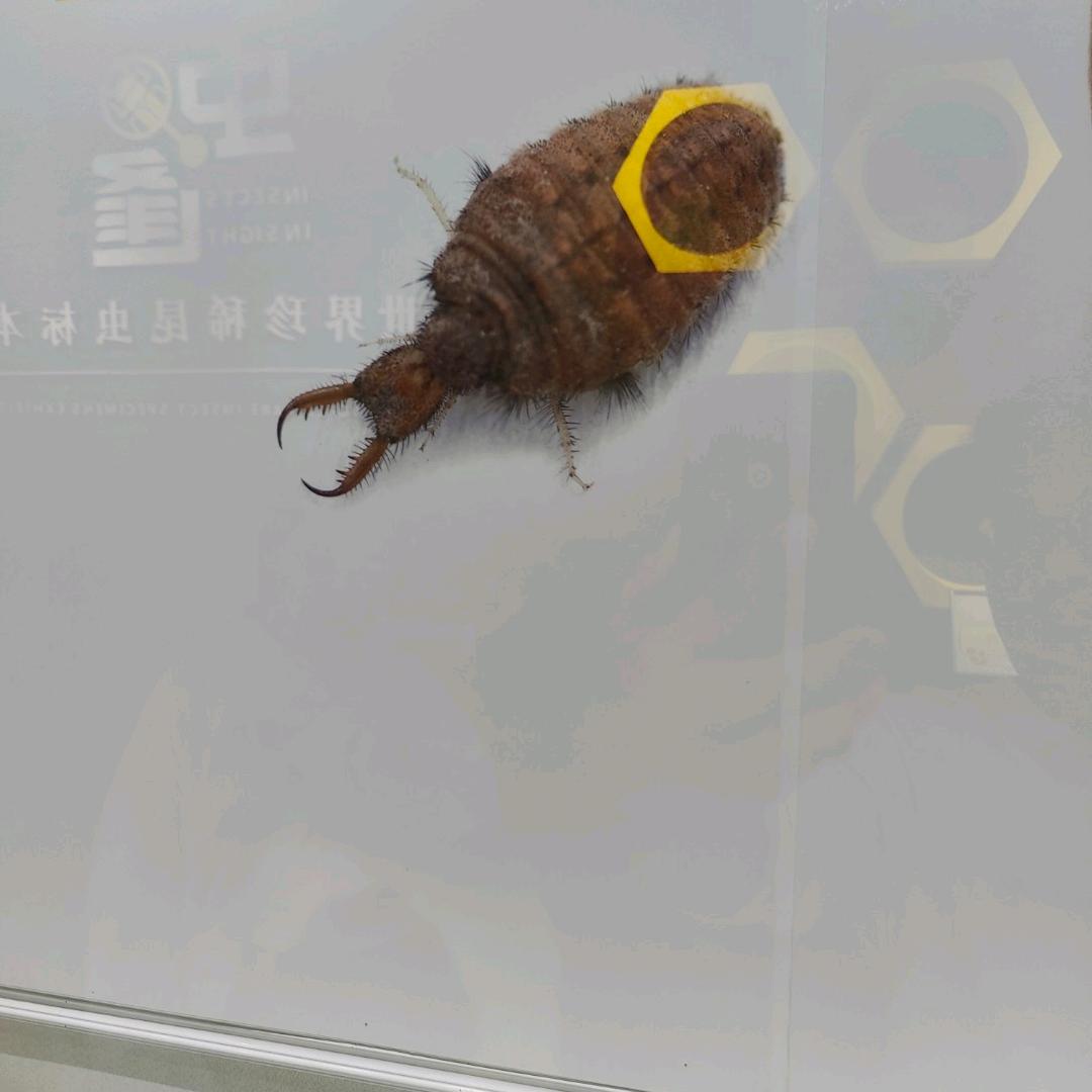 翻滚吧牛宝宝
