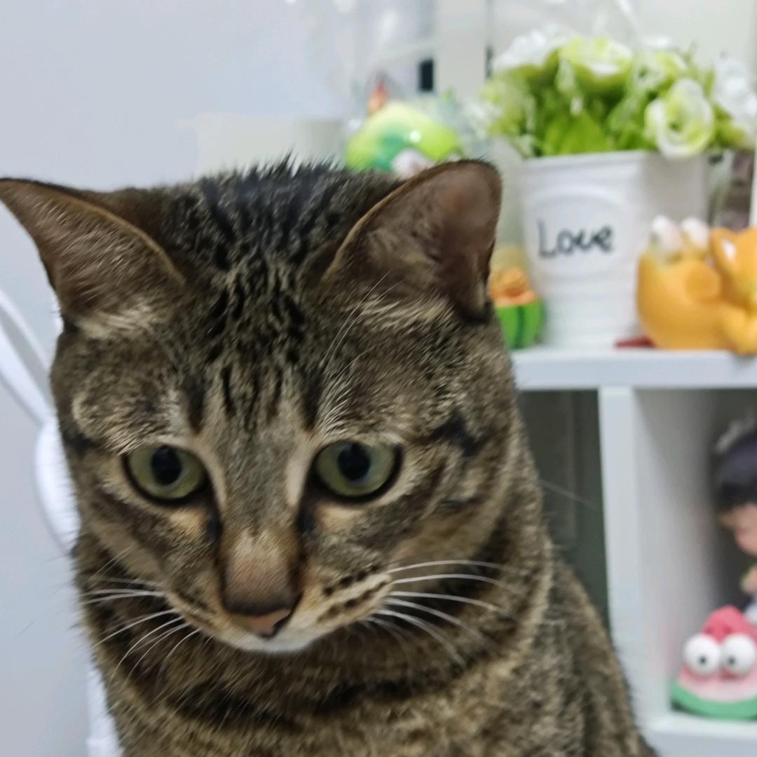 露露的🐱