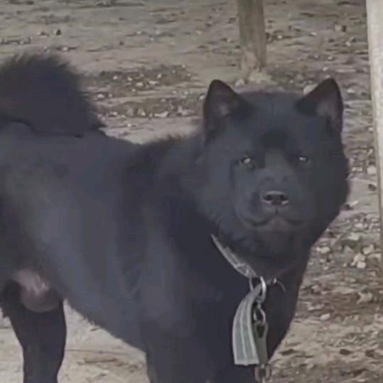 💕陆屋 何二哥