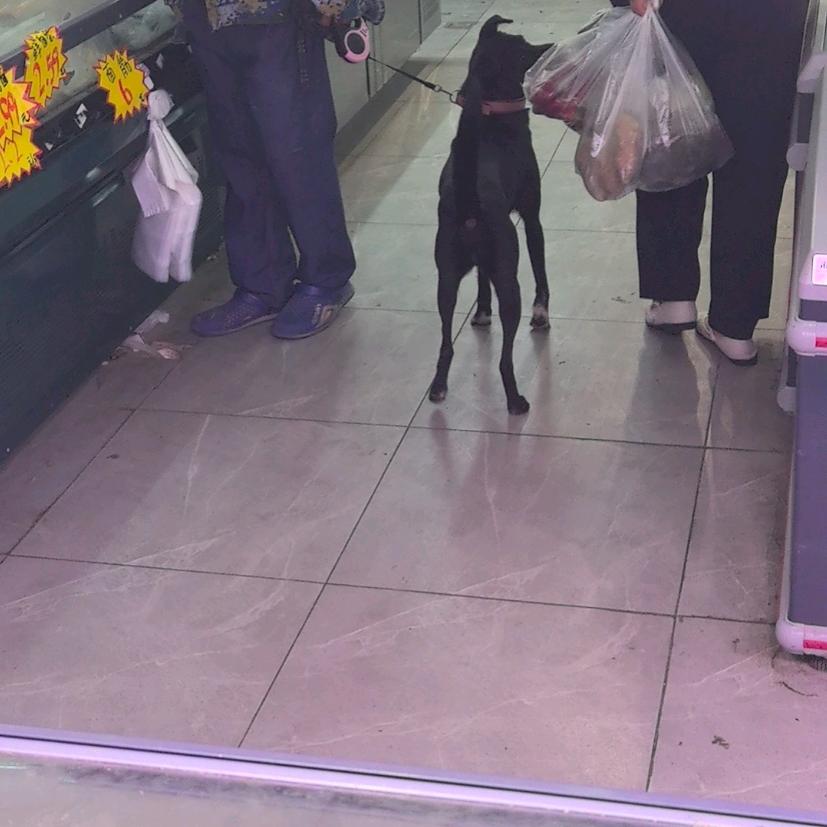 @狗娃闹街