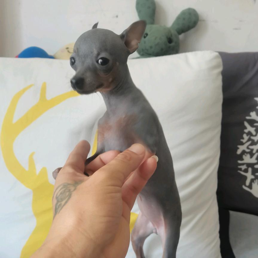 灵鹿阁小鹿犬