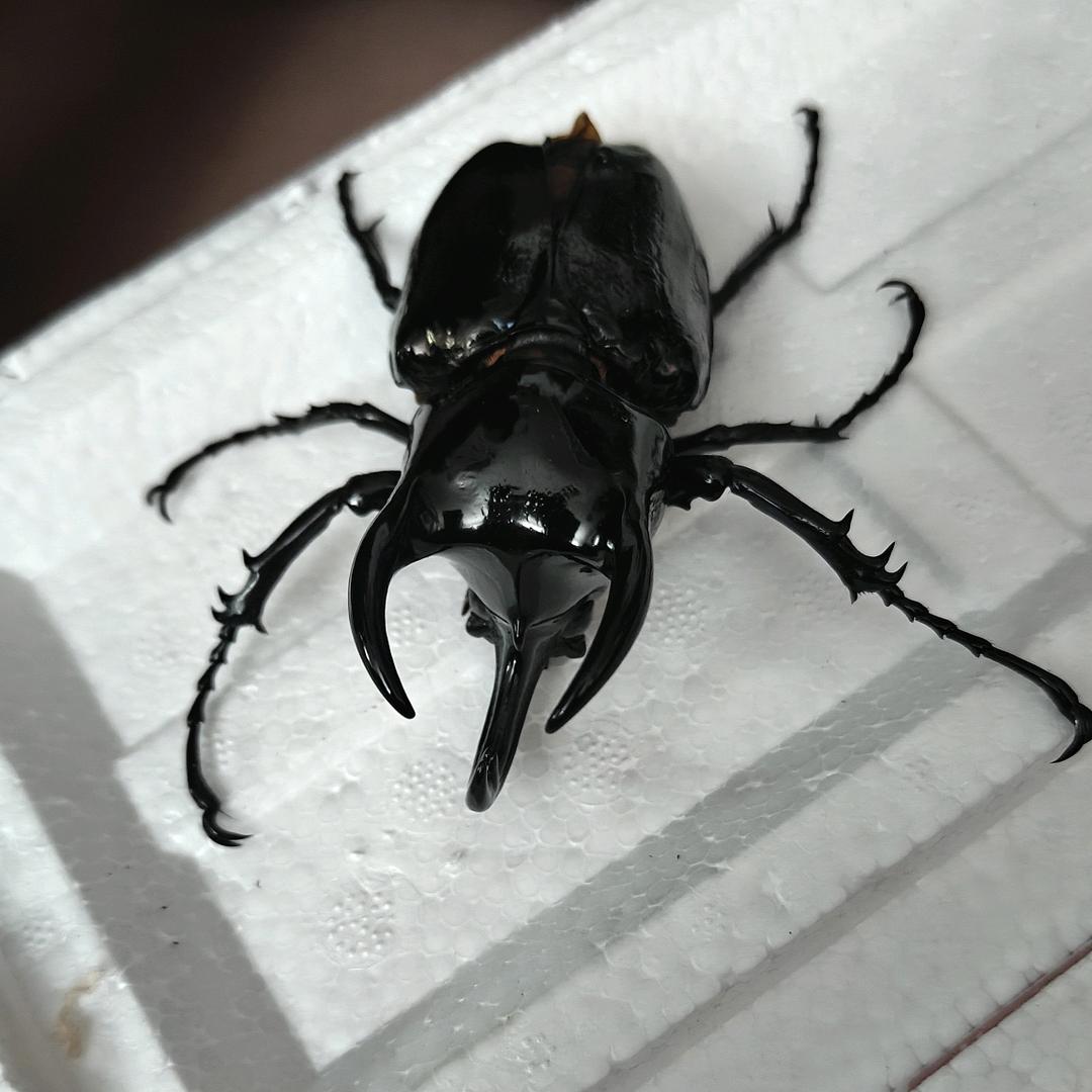 cuber虫   楠布尔