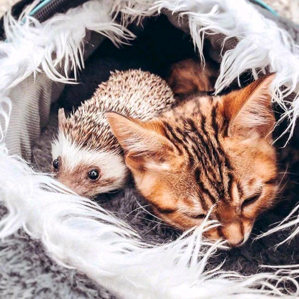 🌞今天自律了么