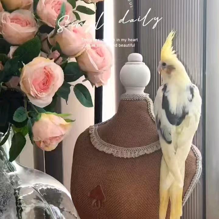 广州鳯凰鹦鹉