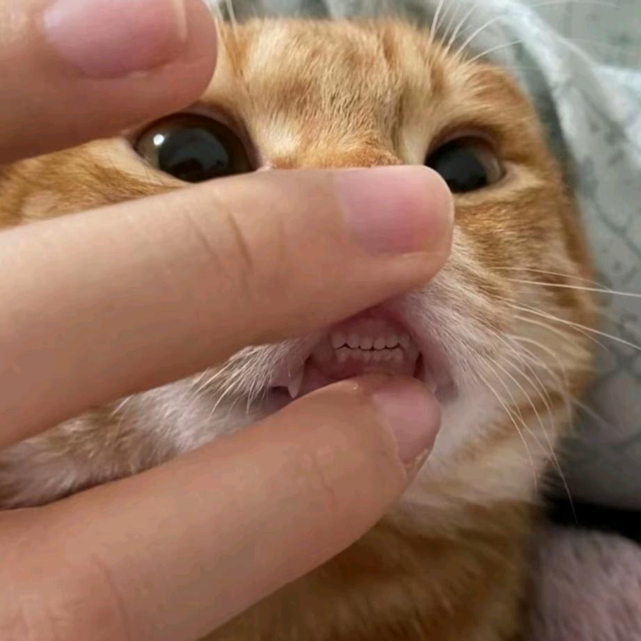 肆钰