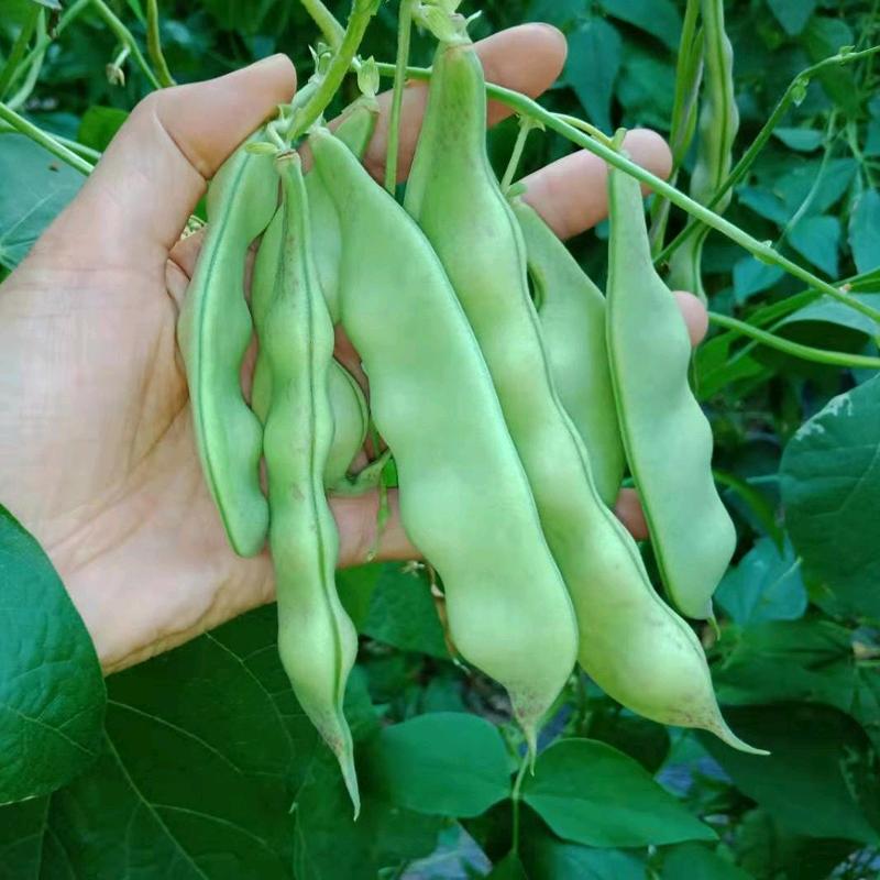 东北菜篮子