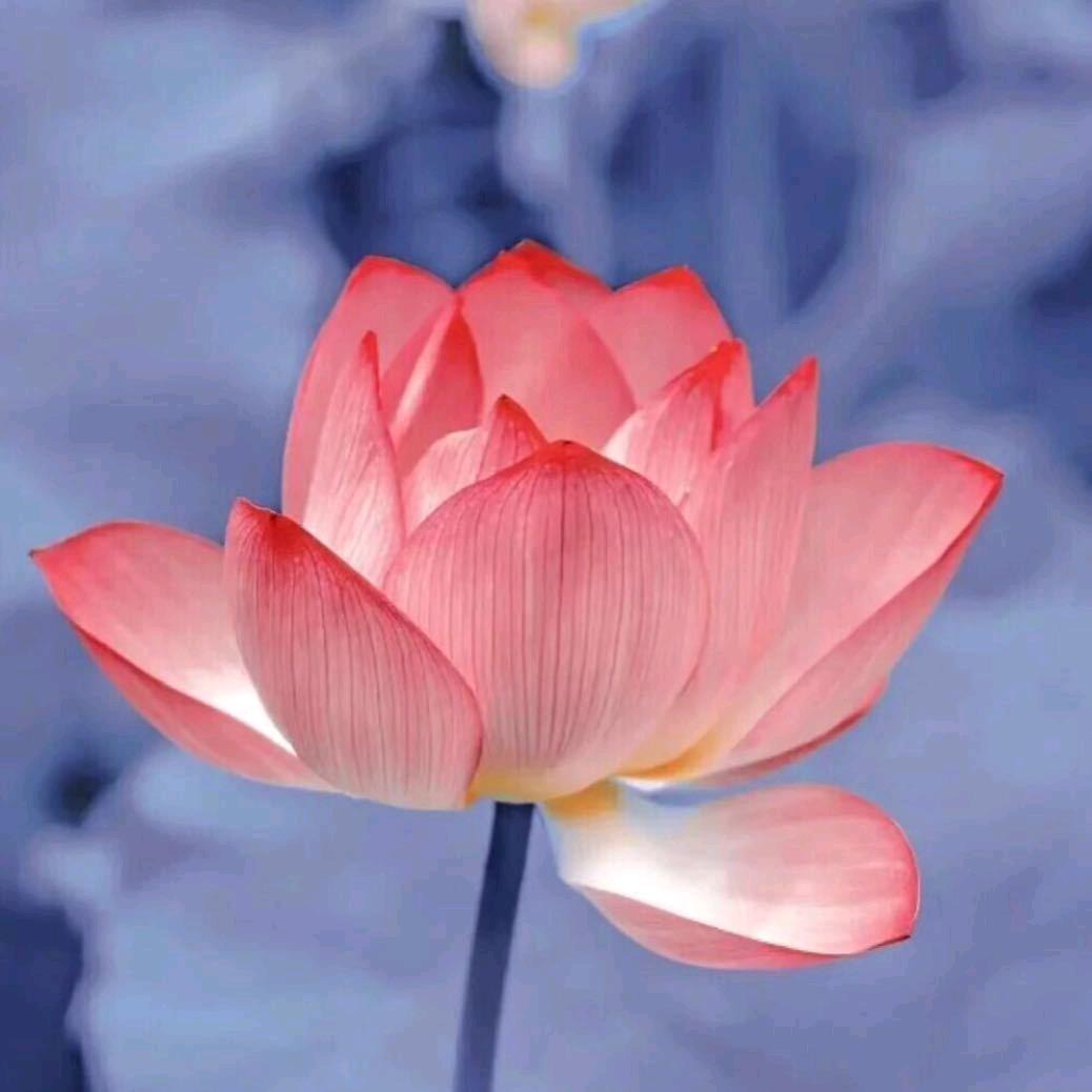 暗区突围扶贫王