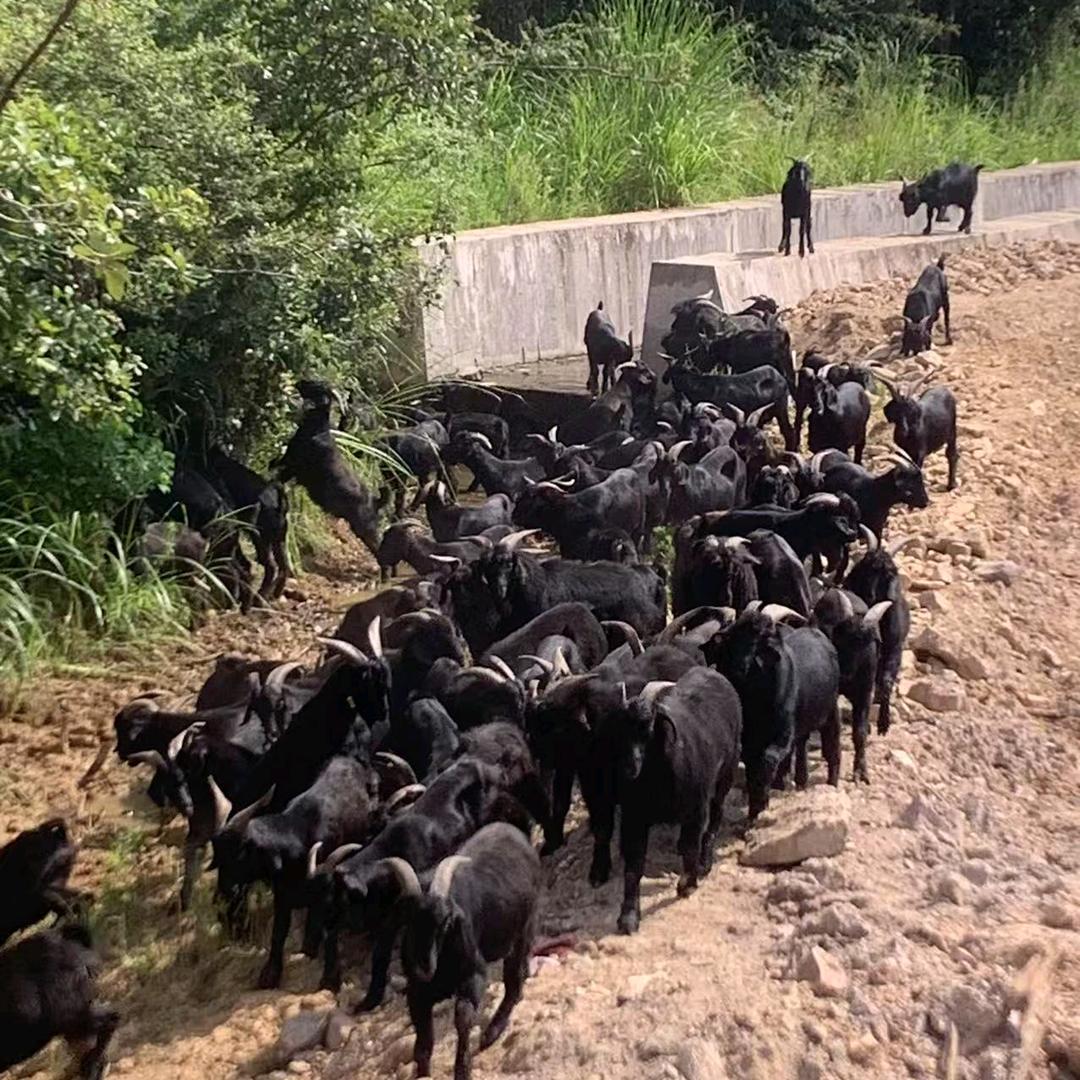 东阳义乌周边批发贵州大山羊肉
