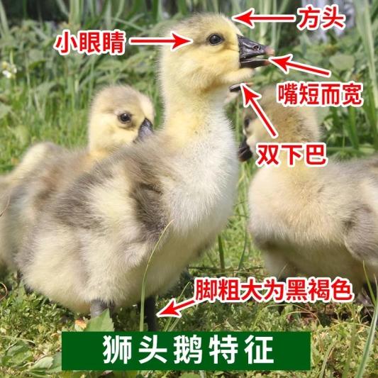 ✅诚信认证 养鹅孵化基地