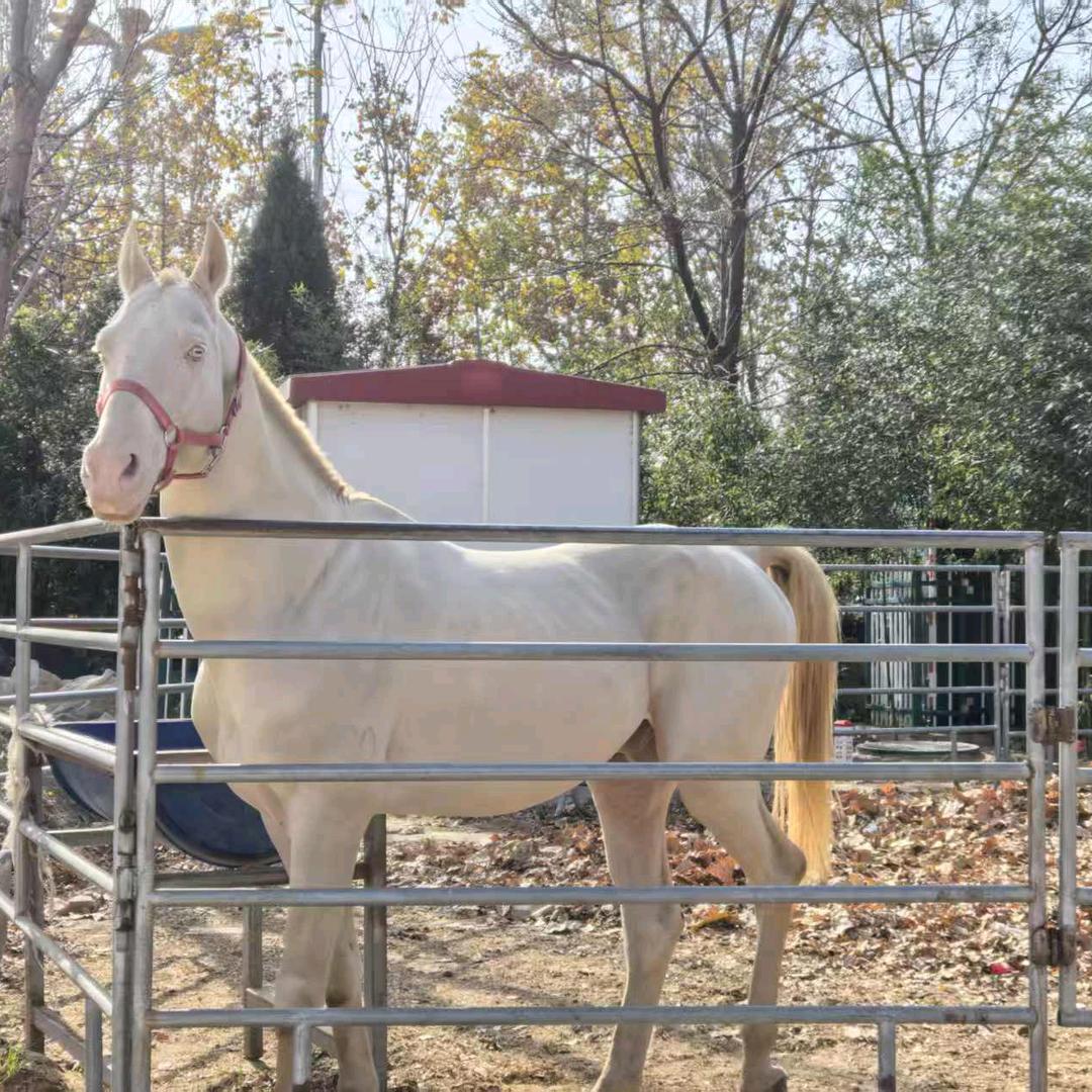 飛腾马术游乐园官方号