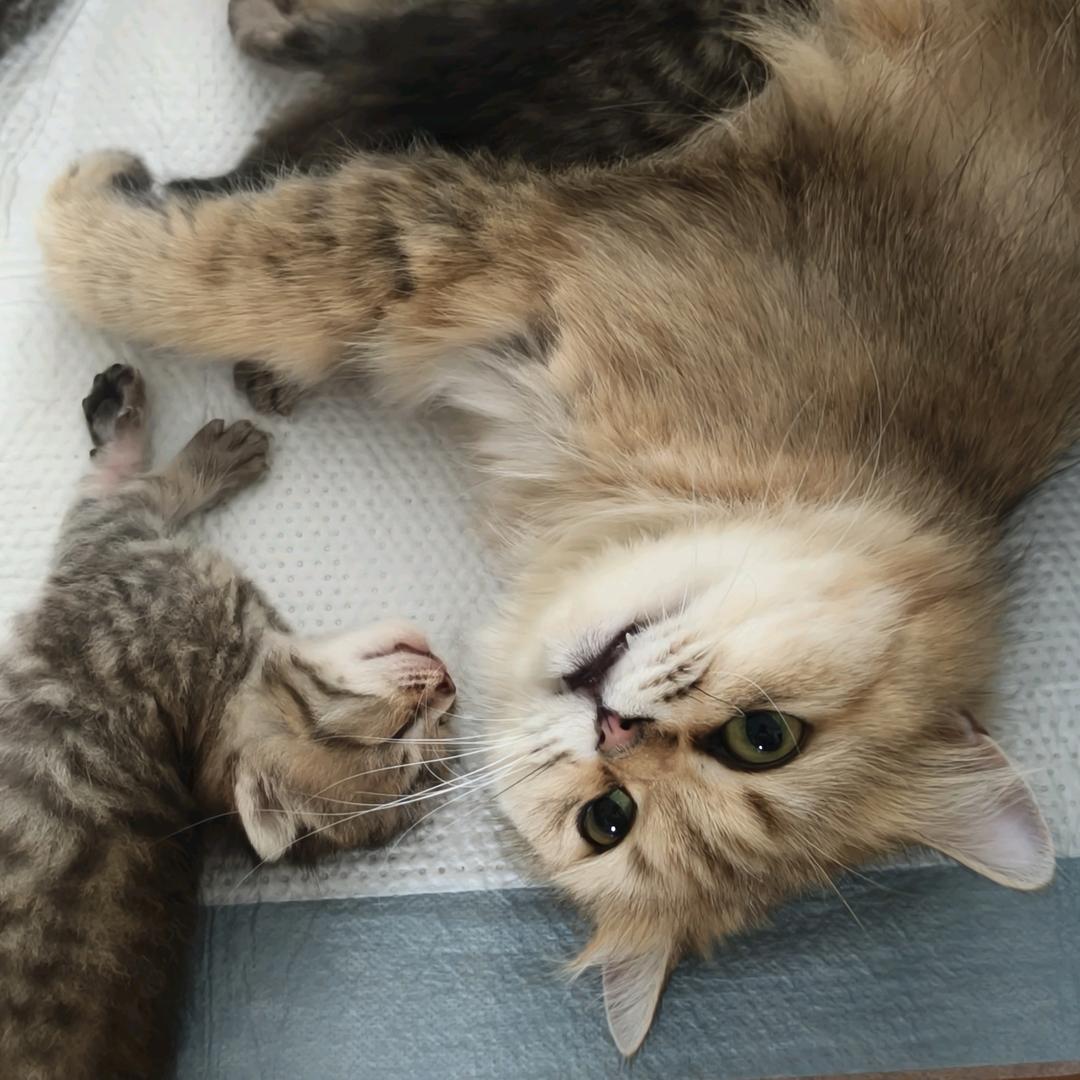 🍮盼盼是只小胖胖🥞