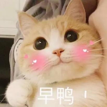 菜菜