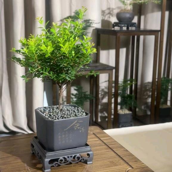 那个养文竹的（文竹基地）