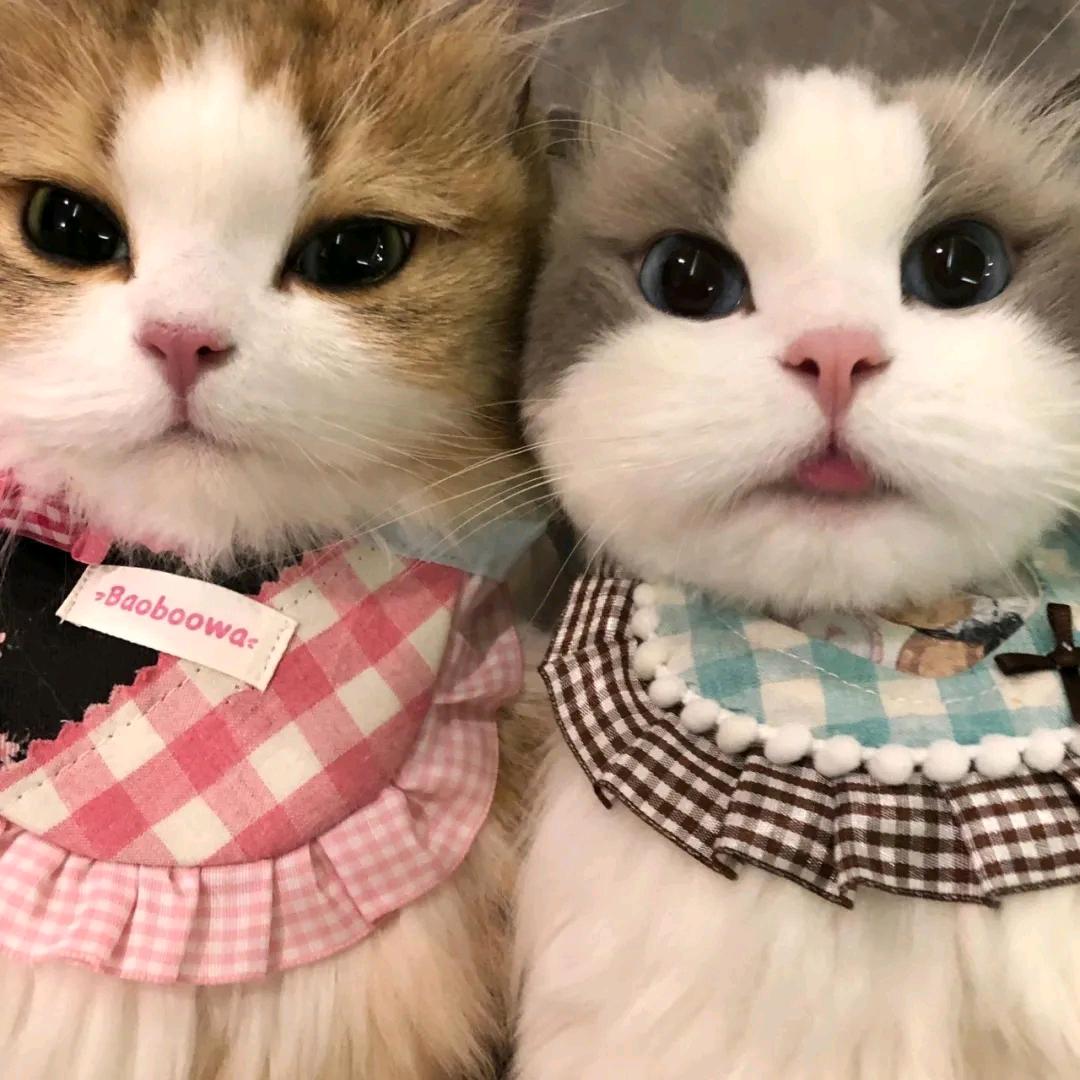 谁是高手（收徒）