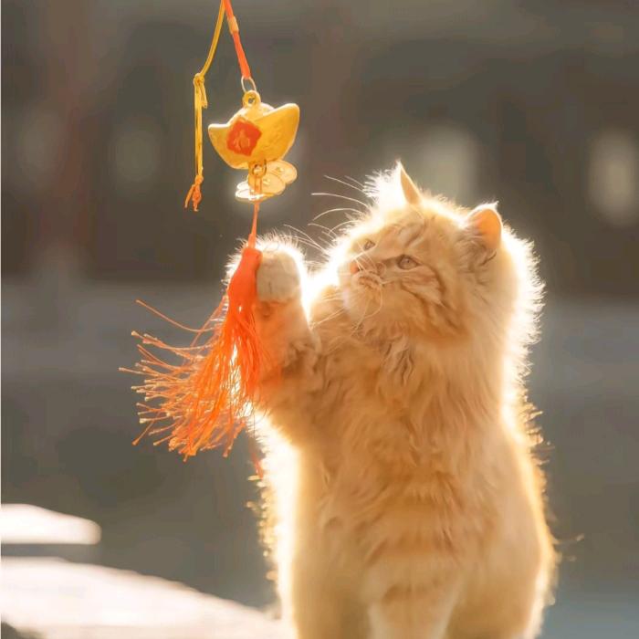 招财猫😺