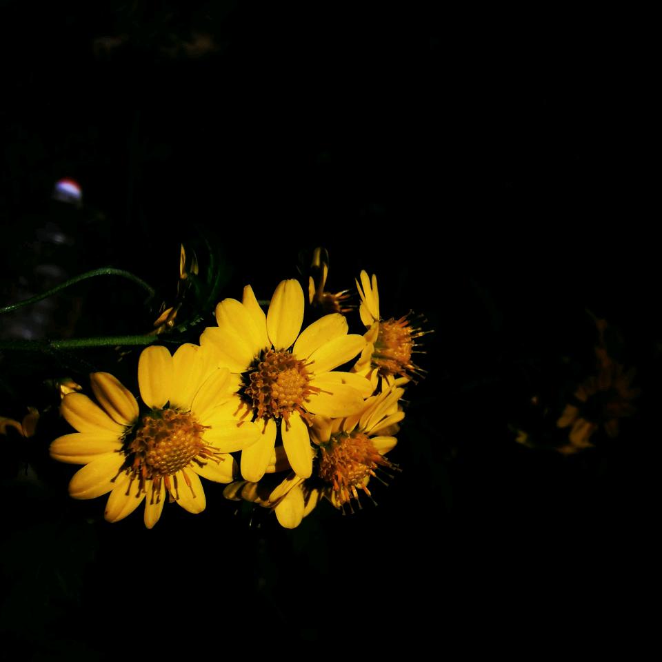 🍀  岁月里  的花