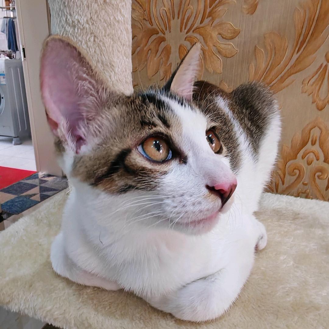 花花是只小野猫