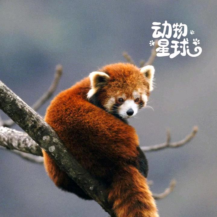 吴勇
