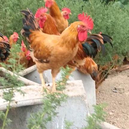 衡阳土鸡佬（虎哥）