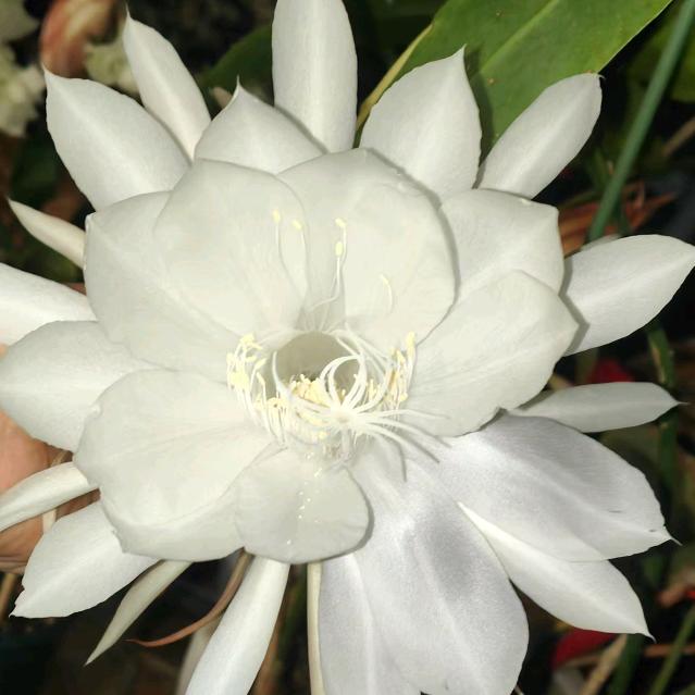 🌺忘不掉的思念🌺