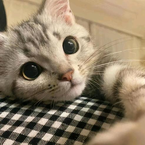 小年糕（复仇版）