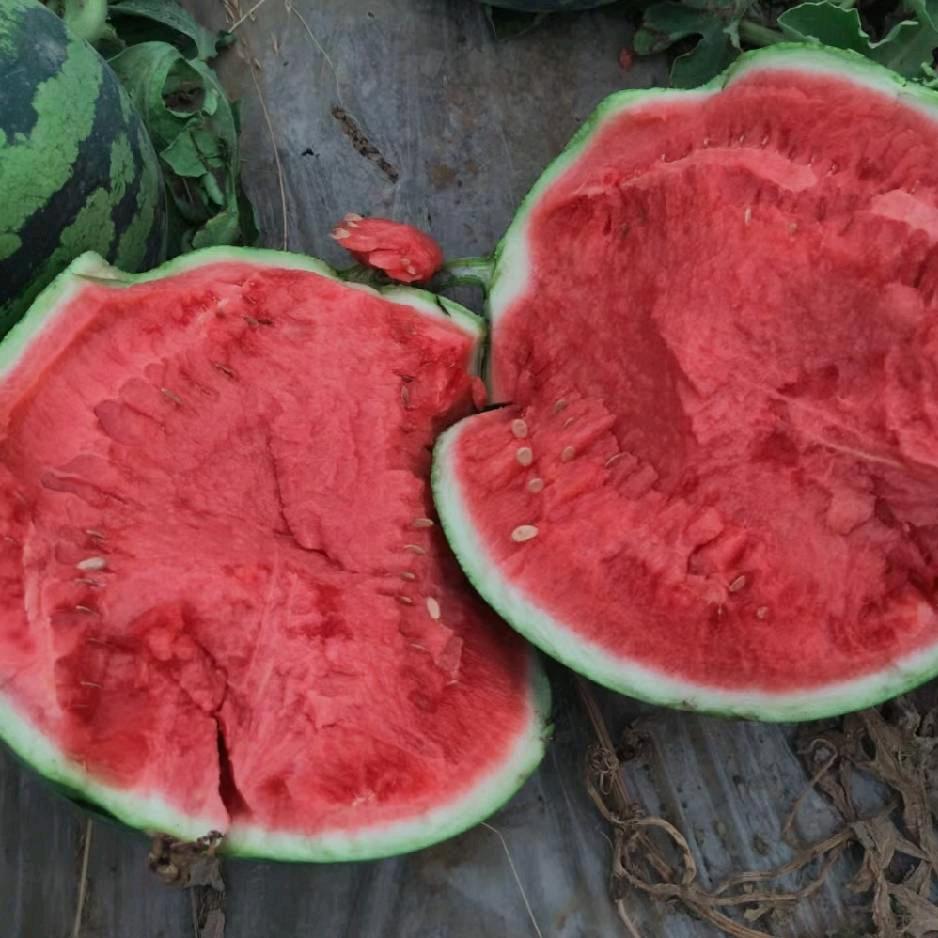 大量收购精品西瓜🍉🍉🍉