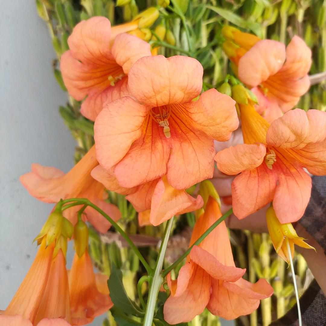 🌷.