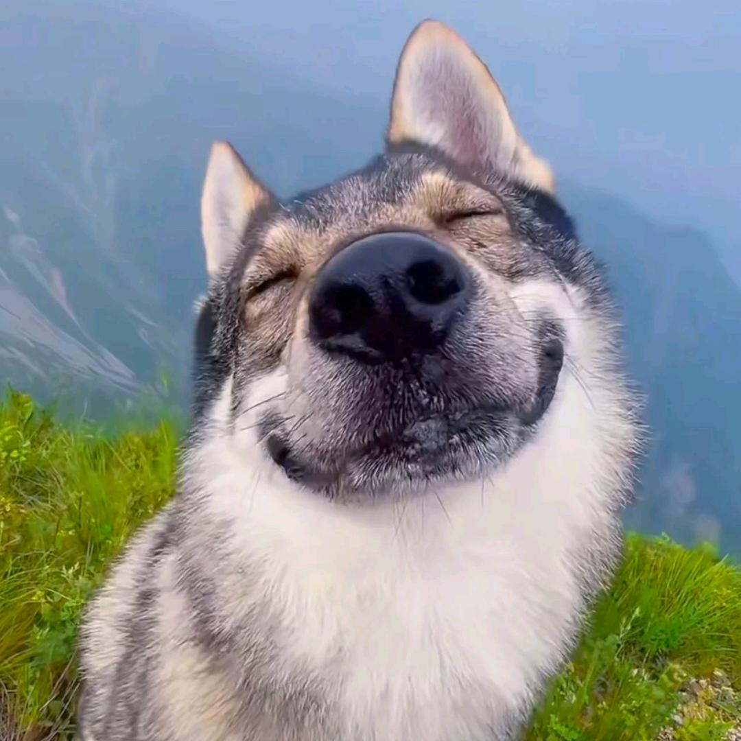 兴奋的大狗狗头像