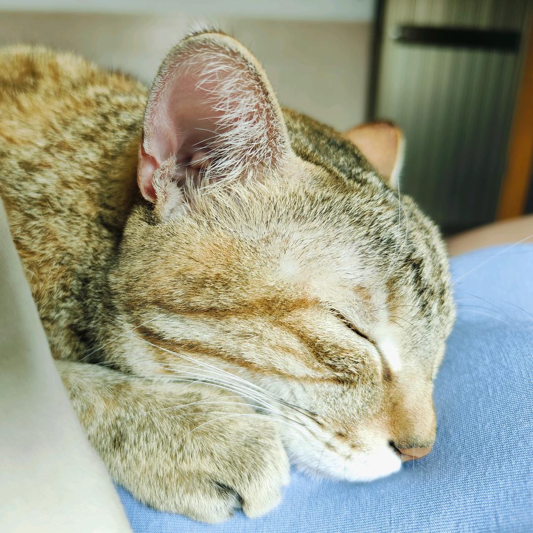 很会按摩的猫师傅