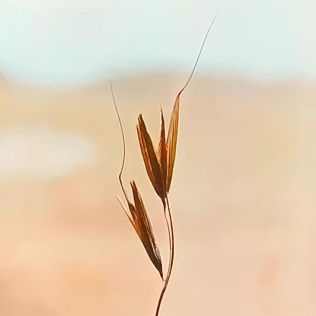 此恨绵绵无绝期