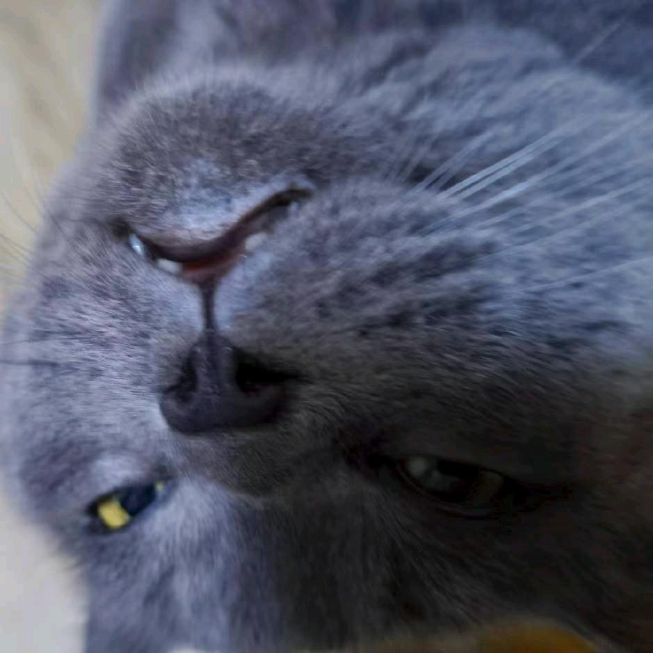小尾巴