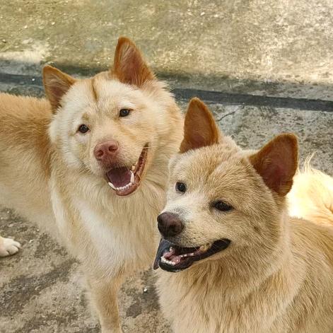 大头&元宝的成长日记