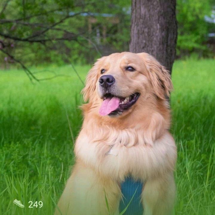 🐶清酒暖风🐶