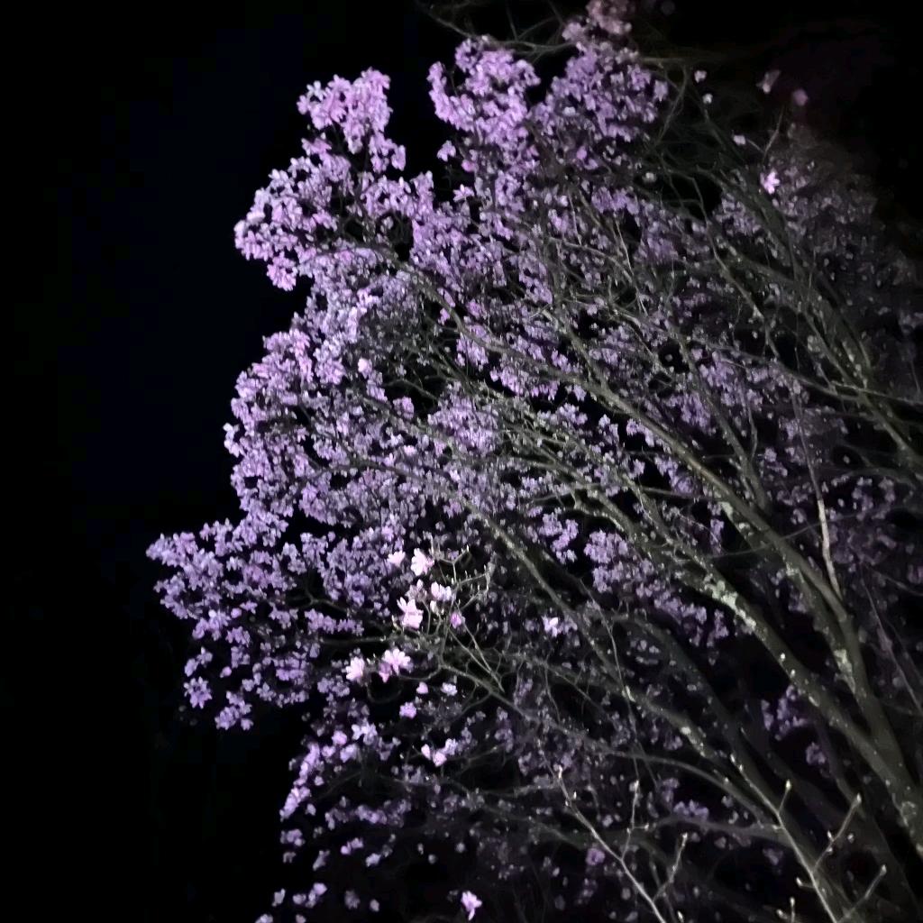 耍耍💪💪（彬彬同学）