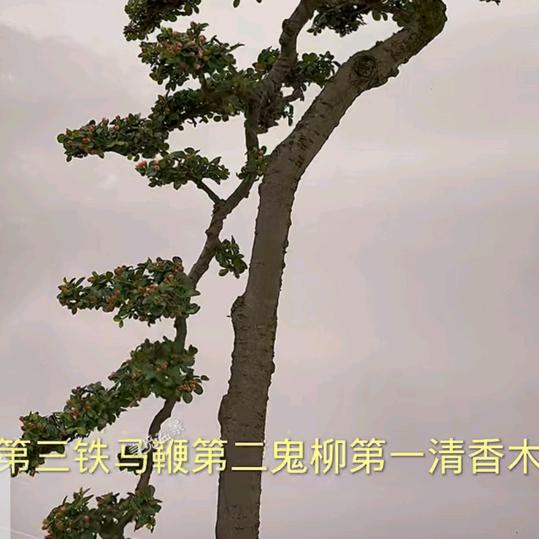 小小