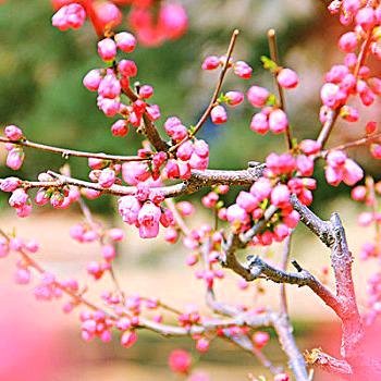 🇨🇳美好🇨🇳家园🇨🇳